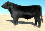 Chiangus - COW BREEDS | DZROXIS JISHEBI | ძროხის ჯიშები